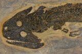 Giant Permian Amphibian (Sclerocephalus) - Pfalz, Germany #240286-2